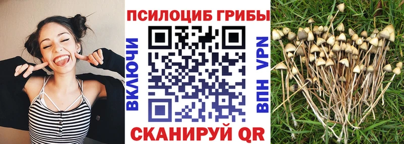 Купить закладки  Ладушкин  Псилоцибиновые грибы Psilocybe 